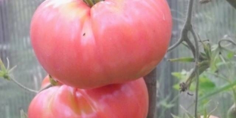 Demidov paradajz: recenzije, fotografije, prinos